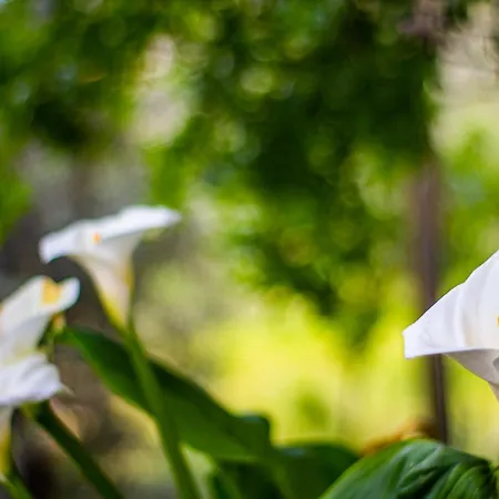 Olabilir * Ortaca (Mugla)